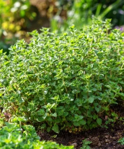 Organic Italian Oregano Seeds - 200 Aromatic Herb Seeds for Culinary Gardens - Image 5