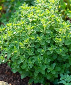 Organic Italian Oregano Seeds - 200 Aromatic Herb Seeds for Culinary Gardens - Image 1