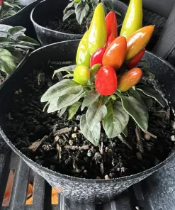 Organic Jalapeno Live Plant - Edible Vegetable in Medium Pot - Image 2