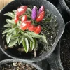 Organic Jalapeno Live Plant - Edible Vegetable in Medium Pot - Image 1