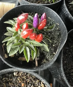 Organic Jalapeno Live Plant - Edible Vegetable in Medium Pot - Image 1