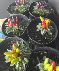 Organic Jalapeno Live Plant - Edible Vegetable in Medium Pot - Image 3