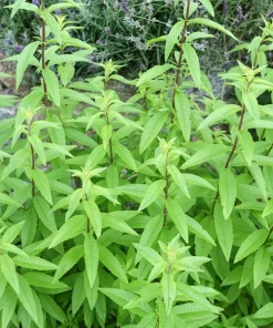 Organic Lemon Verbena Live Starter Plant Ships in Pot, Fragrant Herb Plant - Image 2