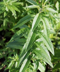 Organic Lemon Verbena Live Starter Plant Ships in Pot, Fragrant Herb Plant - Image 3