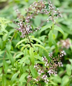 Organic Lemon Verbena Live Starter Plant Ships in Pot, Fragrant Herb Plant - Image 4