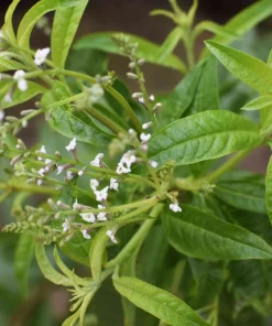 Organic Lemon Verbena Live Starter Plant Ships in Pot, Fragrant Herb Plant - Image 5