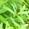Organic Lemon Verbena Live Starter Plant Ships in Pot, Fragrant Herb Plant - Image 1