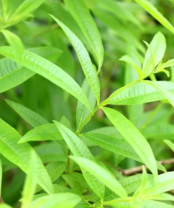 Organic Lemon Verbena Live Starter Plant Ships in Pot, Fragrant Herb Plant - Image 1