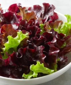 Organic Lollo Rosso Lettuce Seeds – Red Salad Bowl, 250 Seed Pack - Image 2