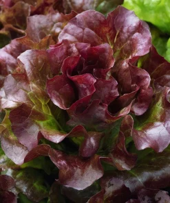 Organic Lollo Rosso Lettuce Seeds – Red Salad Bowl, 250 Seed Pack - Image 3