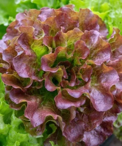 Organic Lollo Rosso Lettuce Seeds – Red Salad Bowl, 250 Seed Pack - Image 4