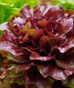 Organic Lollo Rosso Lettuce Seeds – Red Salad Bowl, 250 Seed Pack - Image 1