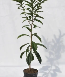 Organic Loquat Tree Live Plant - Edible Fruit, Ornamental - Image 3