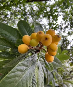 Organic Loquat Tree Live Plant - Evergreen Fruit Tree, Potted - Image 2