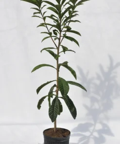 Organic Loquat Tree Live Plant - Evergreen Fruit Tree, Potted - Image 3