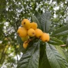 Organic Loquat Tree Live Plant - Evergreen Fruit Tree, Potted - Image 1