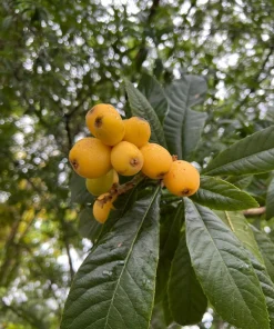 Organic Loquat Tree Live Plant - Evergreen Fruit Tree, Potted - Image 1