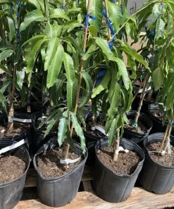 Organic Mango Tree Live Plant - Alphonso or Palmer Variety - Image 2