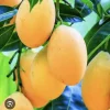Organic Mango Tree Live Plant - Alphonso or Palmer Variety - Image 1