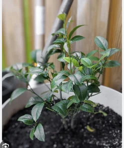 Organic Meyer Lemon Tree Live Plant - Small & Medium Citrus Fruit Tree - Image 2