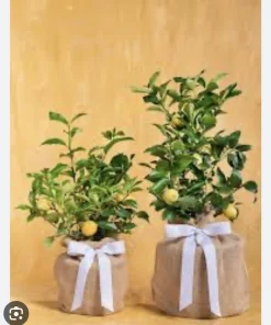 Organic Meyer Lemon Tree Live Plant - Small & Medium Citrus Fruit Tree - Image 3