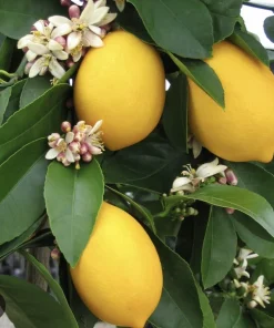 Organic Meyer Lemon Tree Live Plant - Small & Medium Citrus Fruit Tree - Image 4