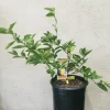 Organic Meyer Lemon Tree Live Plant - Small & Medium Citrus Fruit Tree - Image 1
