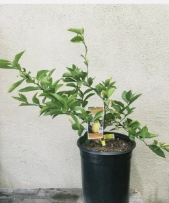 Organic Meyer Lemon Tree Live Plant - Small & Medium Citrus Fruit Tree - Image 1