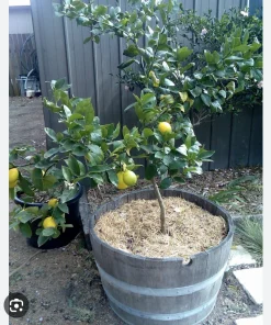 Organic Meyer Lemon Tree Live Plant - Small & Medium Citrus Fruit Tree - Image 5