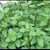 Organic Mojito Mint Live Plant - Mentha Villosa Herb, Potted - Image 1