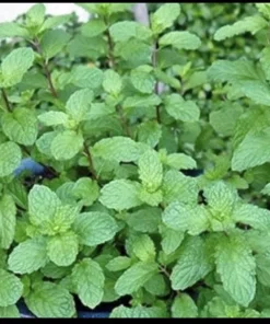 Organic Mojito Mint Live Plant - Mentha Villosa Herb, Potted - Image 1
