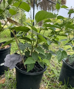 Organic Mulberry Bonsai Tree - Live Fruit Plant for Indoor/Outdoor - Image 2