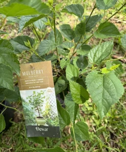 Organic Mulberry Bonsai Tree - Live Fruit Plant for Indoor/Outdoor - Image 3