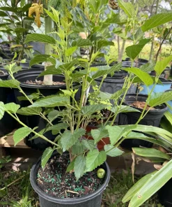 Organic Mulberry Bonsai Tree - Live Fruit Plant for Indoor/Outdoor - Image 5