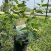 Organic Mulberry Bonsai Tree - Live Fruit Plant for Indoor/Outdoor - Image 1