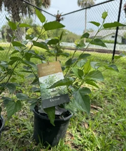 Organic Mulberry Bonsai Tree - Live Fruit Plant for Indoor/Outdoor - Image 1