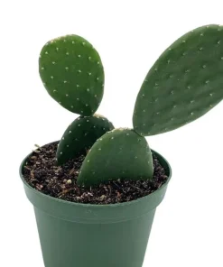 Organic Nopal Cactus Live Plant - Edible or Propagation - Potted - Image 3