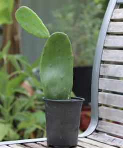 Organic Nopal Cactus Live Plant - Edible or Propagation - Potted - Image 6