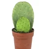 Organic Nopal Cactus Live Plant - Edible or Propagation - Potted - Image 1