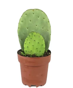 Organic Nopal Cactus Live Plant - Edible or Propagation - Potted - Image 1