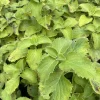 Organic Oregano Live Plant in Pot - Culinary Herb - Image 1