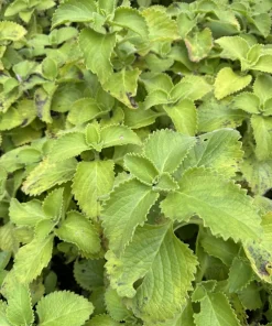 Organic Oregano Live Plant in Pot - Culinary Herb - Image 1