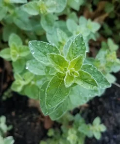 Organic Oregano Origanum vulgare Live Starter Plant - 3-4 inch Tall Culinary Herb - Image 2