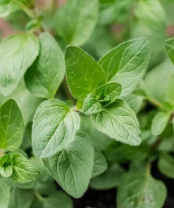 Organic Oregano Origanum vulgare Live Starter Plant - 3-4 inch Tall Culinary Herb - Image 3
