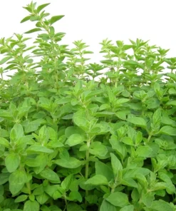 Organic Oregano Origanum vulgare Live Starter Plant - 3-4 inch Tall Culinary Herb - Image 4