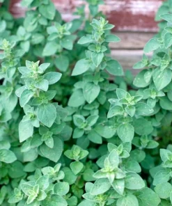 Organic Oregano Origanum vulgare Live Starter Plant - 3-4 inch Tall Culinary Herb - Image 5