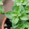 Organic Oregano Origanum vulgare Live Starter Plant - 3-4 inch Tall Culinary Herb - Image 1