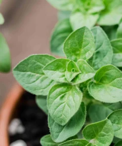 Organic Oregano Origanum vulgare Live Starter Plant - 3-4 inch Tall Culinary Herb - Image 1