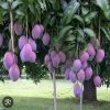 Organic Palmer Mango Tree - Live Tropical Fruit Plant - Image 1