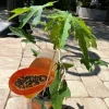 Organic Papaya Plant - Live Fruit Tree for Home Garden - Image 1